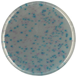 Каталог CHROMagar ECC - для одновременного определения и подсчета E. coli и других колиформ в образцах воды и пищи